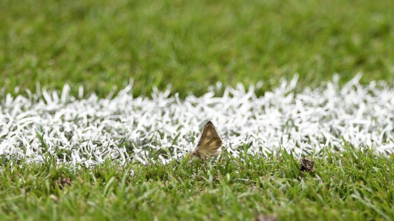 Moths invade Stade de France ahead of Euro 2016 final ...