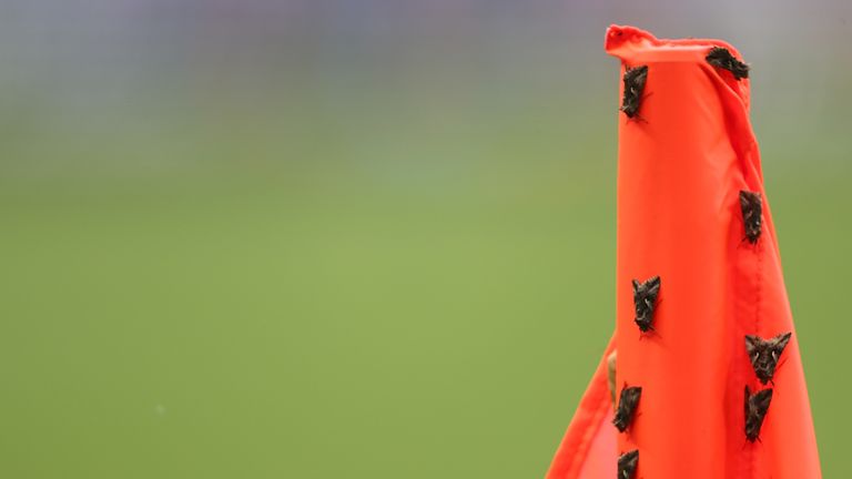 Moths are captured on a corner flag at the Stade de France ahead of the Euro 2016 final between France and Portugal