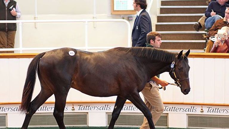 Frankel ex Attraction (www.tattersalls.com)