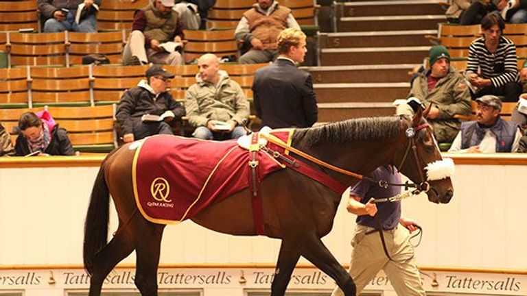 Imperial Aviator (www.tattersalls.com)