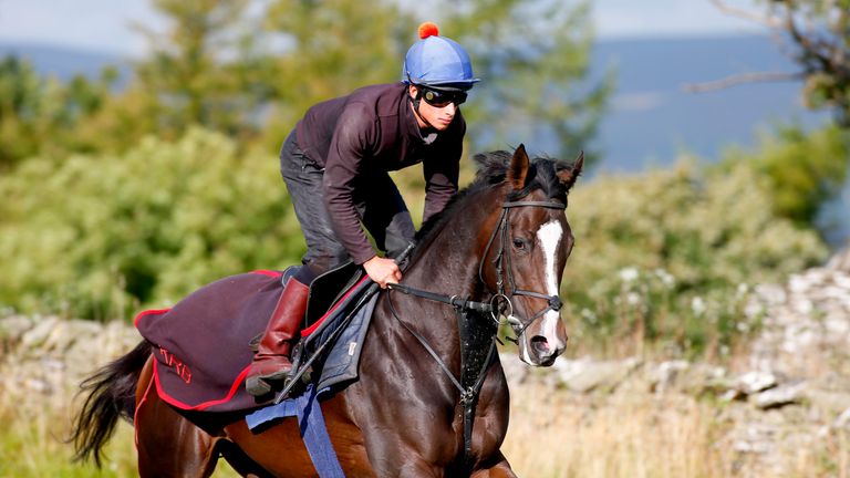 Quiet Reflection working on the Middleham gallops (Dan Abraham-racingfotos.com)