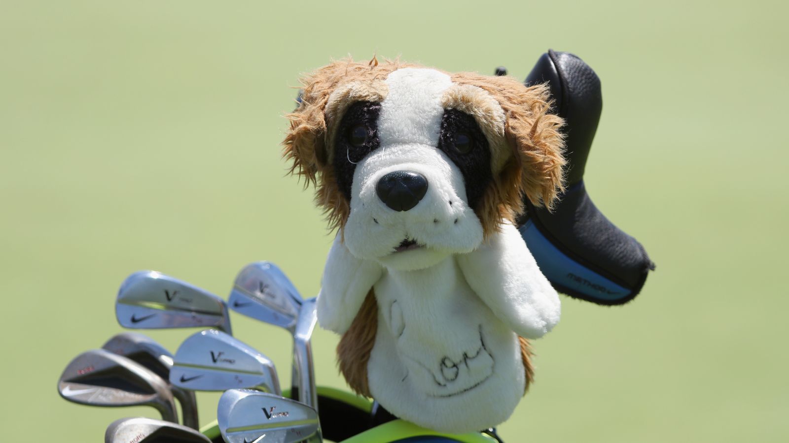 Would you copy Rory McIlroy and name your dog after a golfer? Golf