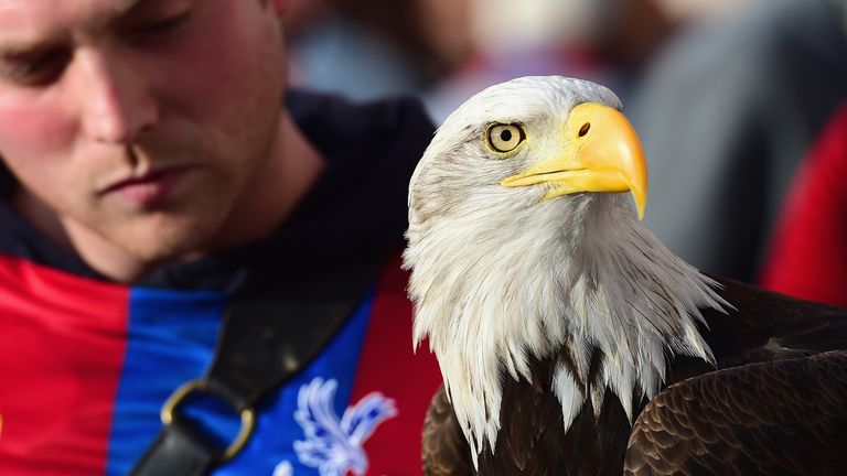 Kayla the eagle is a regular at Crystal Palace home games