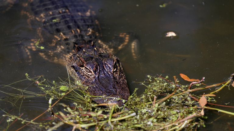 HILTON HEAD ISLAND, SC - APRIL 14:  An alligator watches on at the eighth hole during the second round of the 2017 RBC Heritage at Harbour Town Golf Links 