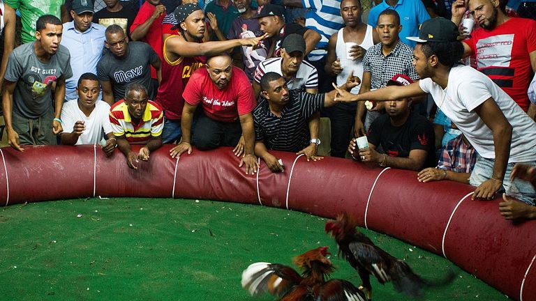 Cock fighting is still widespread throughout many parts of the world 