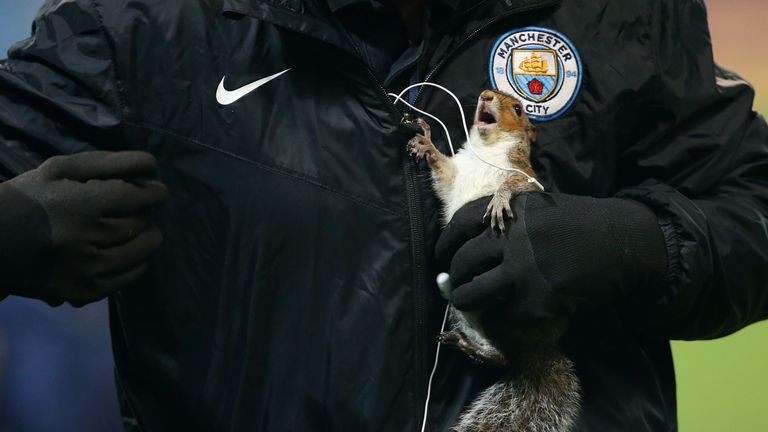 MANCHESTER, ENGLAND - OCTOBER 24:  A squirrel is removed from the pitch during the Carabao Cup Fourth Round match between Manchester City and Wolverhampton