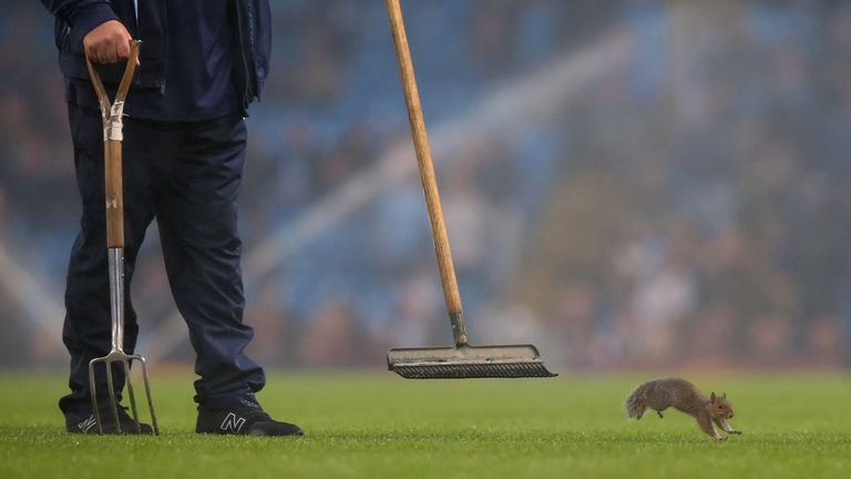 MANCHESTER, ENGLAND - OCTOBER 24:  A squirrel on the pitch during the Carabao Cup Fourth Round match between Manchester City and Wolverhampton Wanderers at