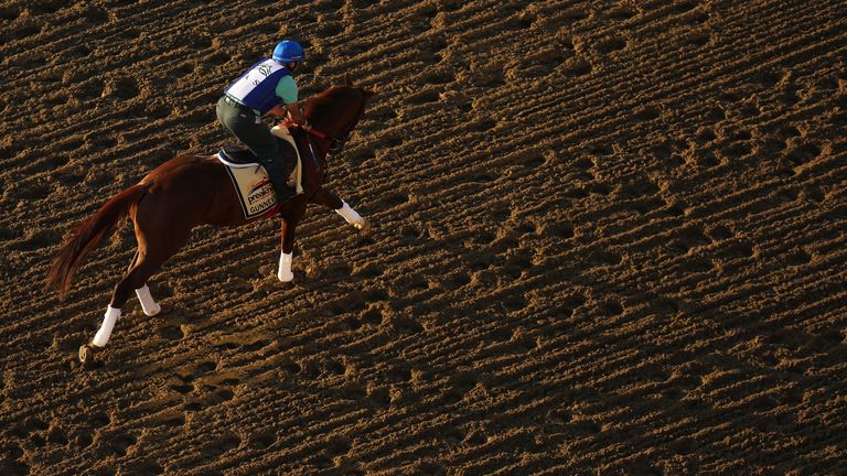 BALTIMORE, MD - MAY 17: Gunnevera trains on the track during a training session for the upcoming Preakness Stakes at Pimlico Race Course on May 17, 2017 in