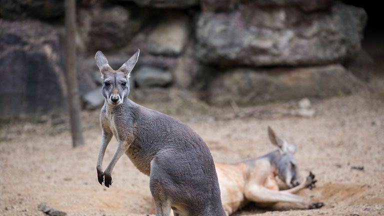 A kangaroo