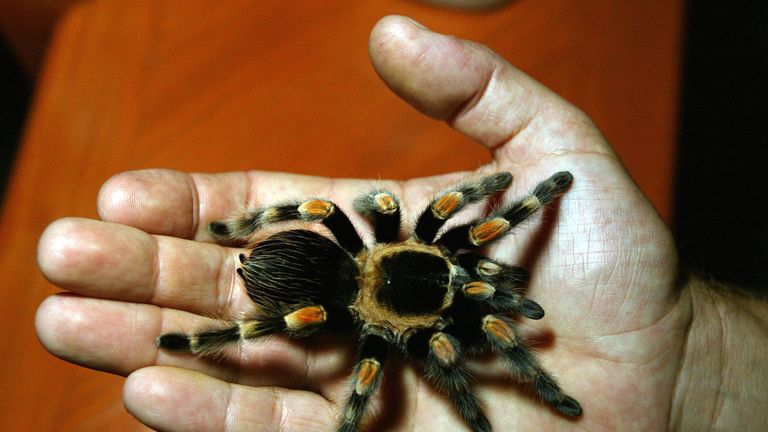 A tarantula