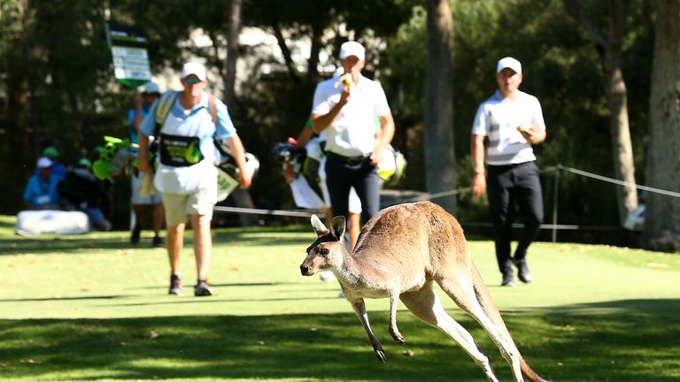 PERTH, AUSTRALIA - FEBRUARY 16: A kangaroo jumps across the path of Richard Green of Australia and Jordan Smith of England on the 16th fairway during round