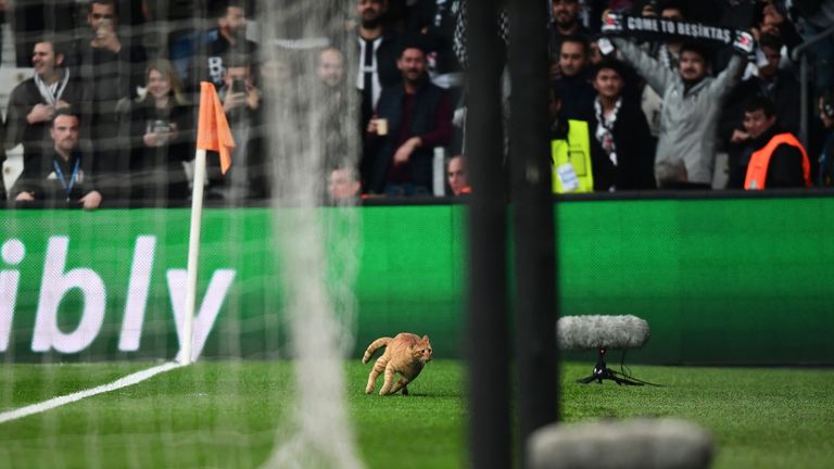 A cat runs on the pitch during the second leg of the last 16 UEFA Champions League football match between Besiktas and Bayern Munich at Vodafone Park