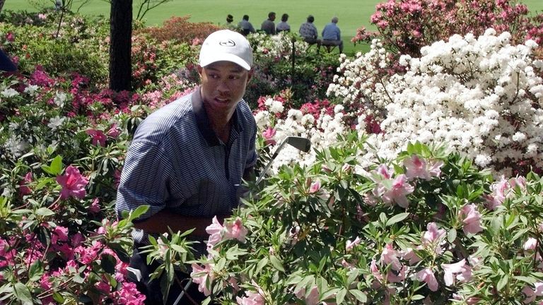 Tiger Woods searches for his ball in the azaleas as he racked up a triple-bogey eight in 1999