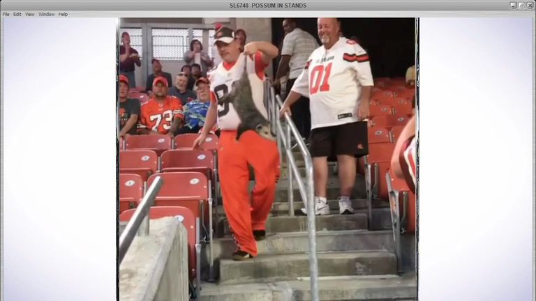A Cleveland Browns fan took matters into his own hands when a possum invaded the stands