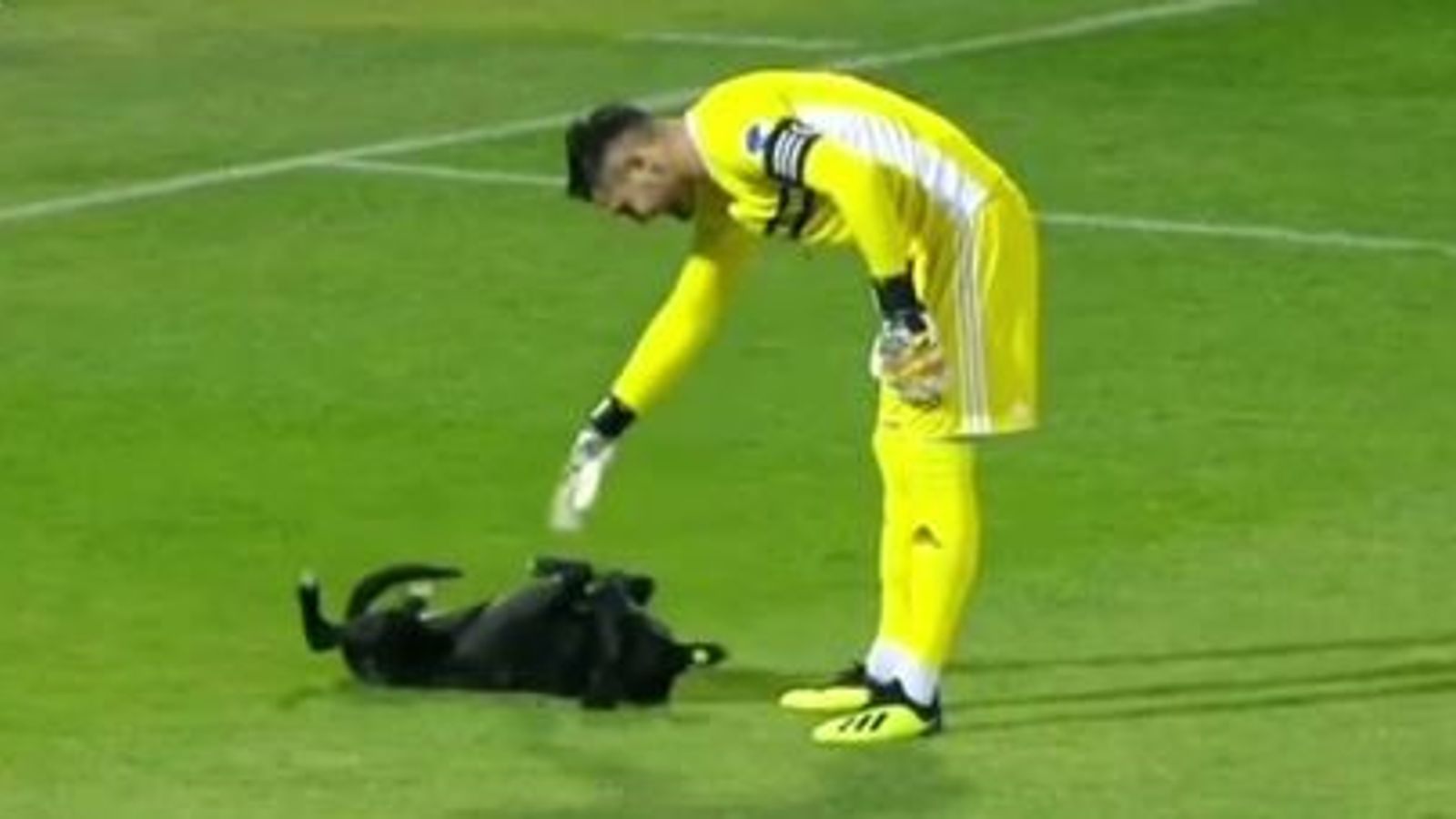 Dog pitch invader disrupts top tier game in Football News