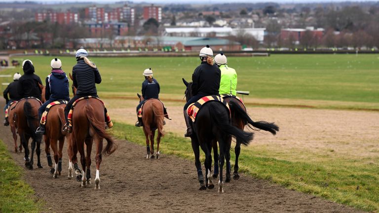 Horses on the Newmarket gallpps on Friday morning