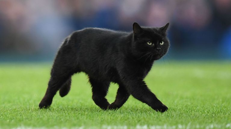 A black cat runs across the pitch and stops play at Goodison Park