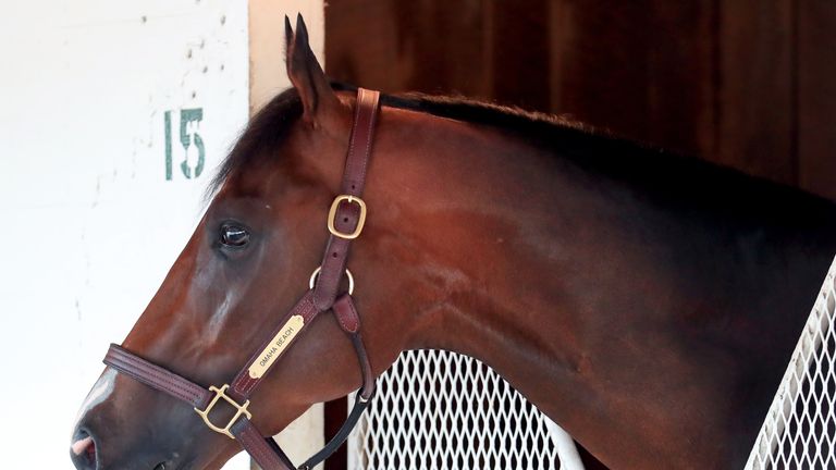 Omaha Beach as seen in the barn after Omaha Beach was scratched the 145th running of the Kentucky Derby at Churchill Downs due to an entrapped epiglottis on May 2, 2019 in Louisville, Kentucky