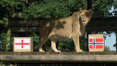 Lionesses predict England vs Norway result