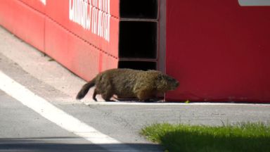 Latifi nearly runs over groundhog