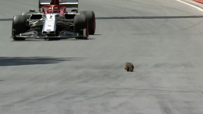 Canada gp 
The groundhogs are back!