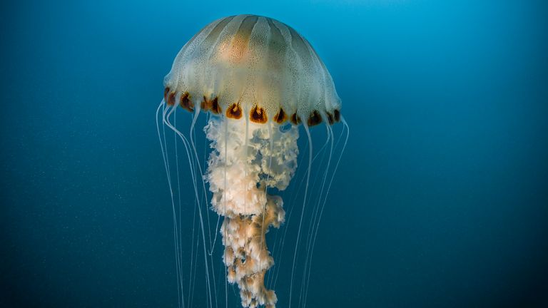 MARSEILLE - FRANCE - MAY 26: a compass jellyfish (Chrysaora hysoscella) moving in open water, on may 26, 2016 in Marseille, France. The Mediterranean represents a hotspot of marine biodiversity. With only 1% of the world's oceans and seas, it is home to nearly 10% of the world's marine species. There are also hundreds of endemic species. (Photo by Alexis Rosenfeld/Getty Images).
