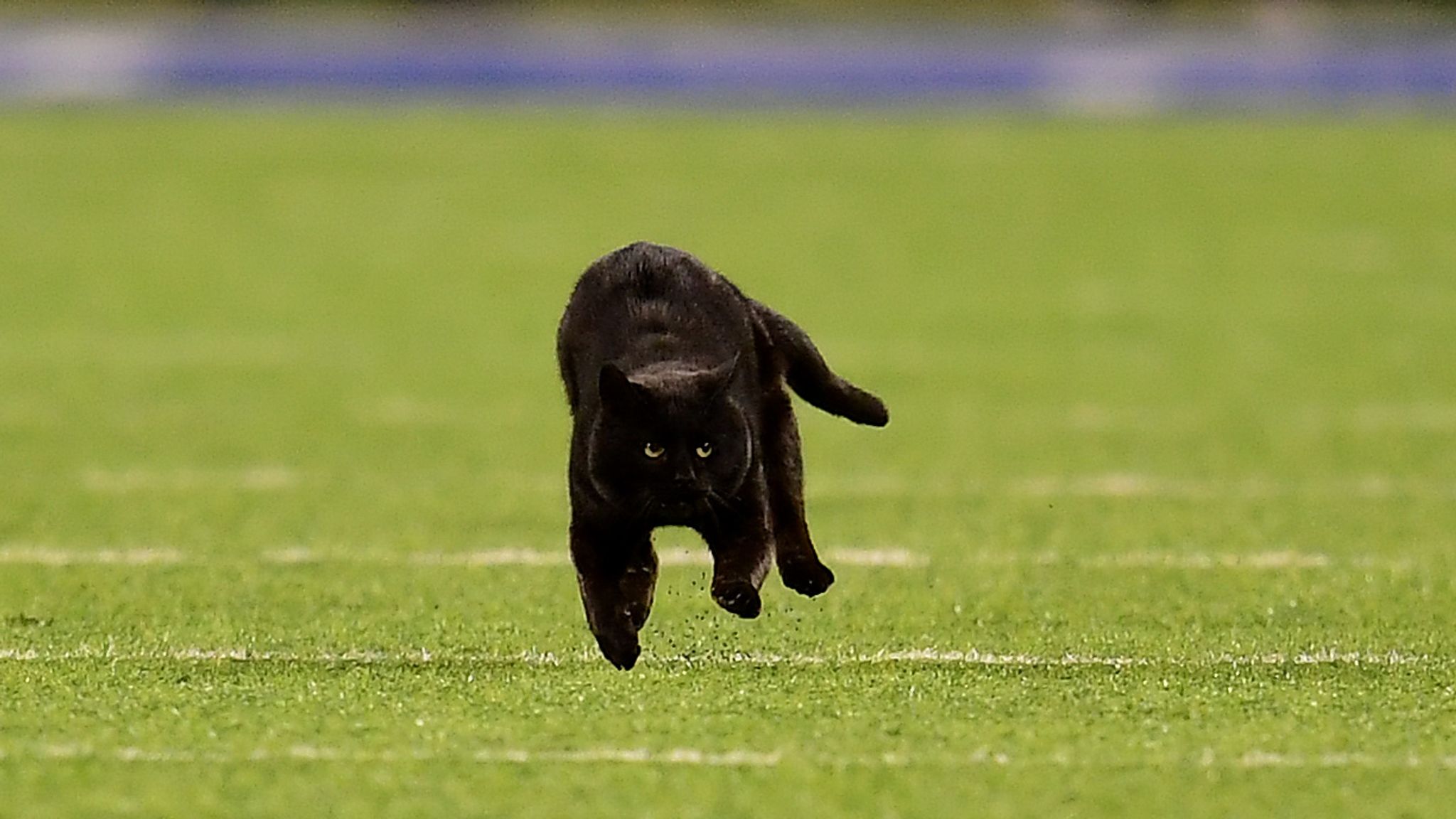 New York Giants Cat 