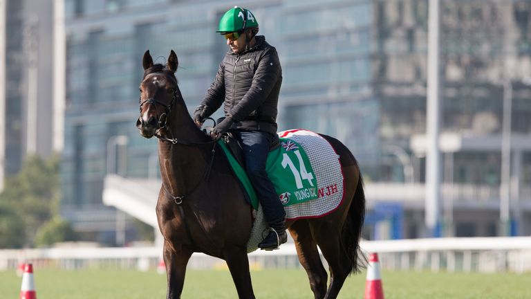 Young Rascal exercises at Sha Tin Racecourse ahead of the weekend