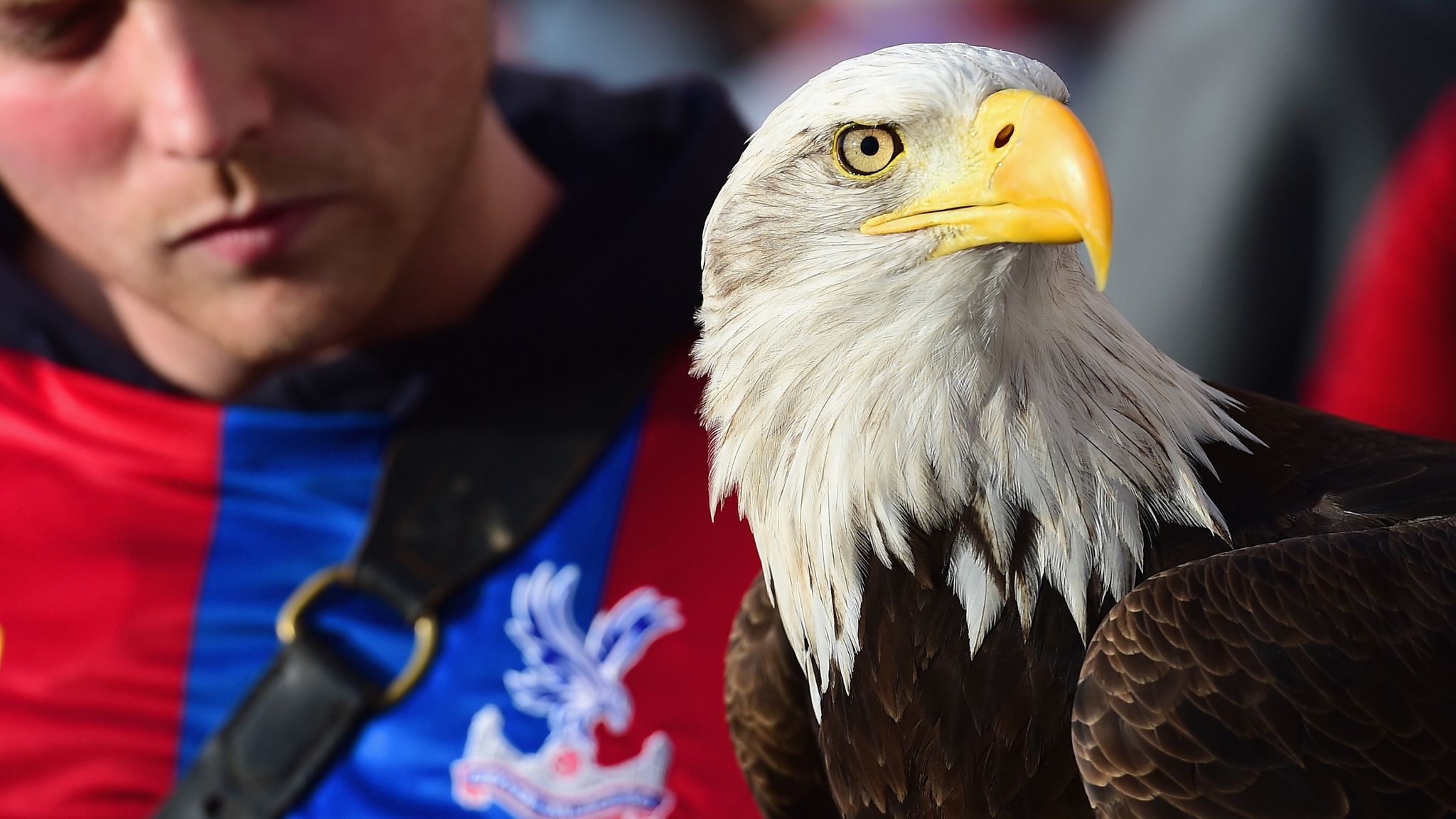 Crystal Palace eagle Kayla dies after heart attack aged 28 Football News Sky Sports