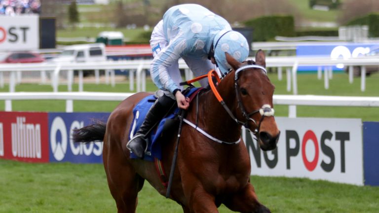 Honeysuckle is among the favourites for this year's Champions Hurdle at Cheltenham