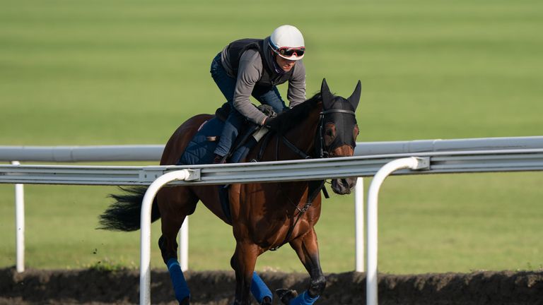 Mishriff works on the gallops in Newmarket