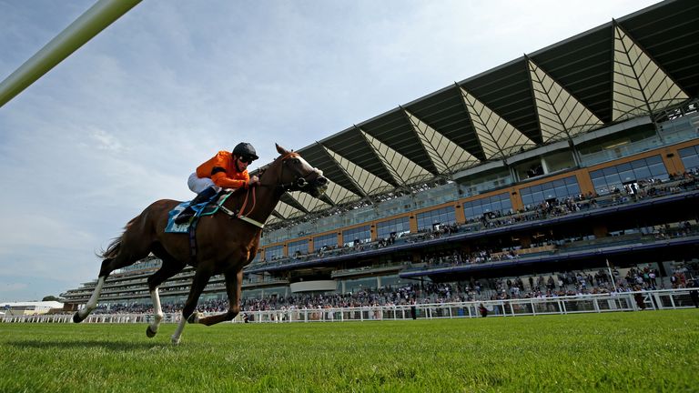 Speedo Boy could return to Ascot after winning at the track last month