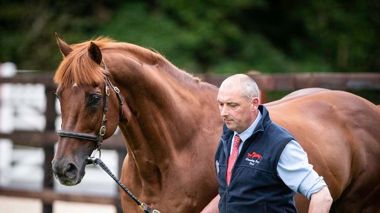 Pivotal dies aged 28: Cheveley Park Stud managing director Chris Richardson pays tribute to star