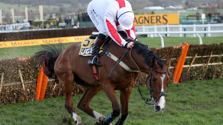 Goshen stumbles after the last flight at Cheltenham