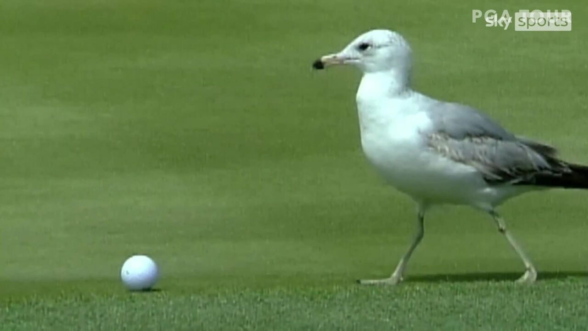Flashback: Seagull steals ball on No. 17 at The Players!