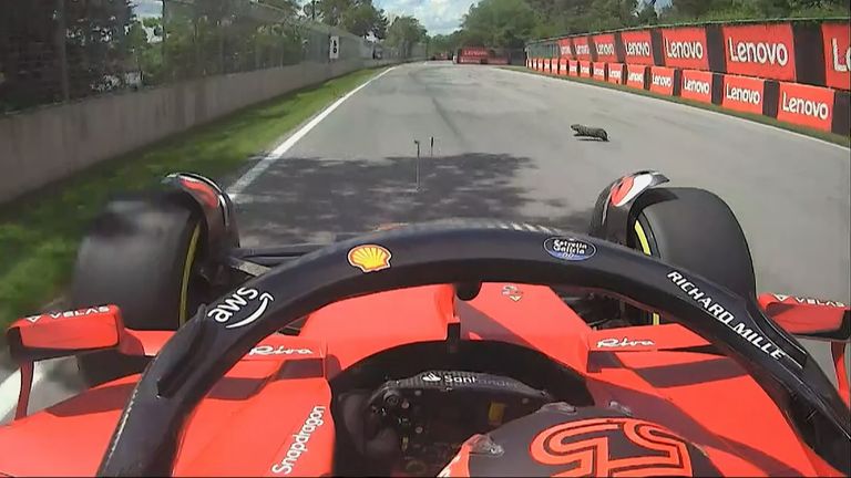 Ferrari&#39;s Carlos Sainz somehow managed not to hit a groundhog during opening practice at the Canadian GP.