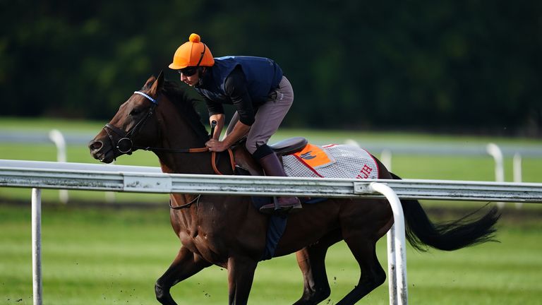 Baaeed stretching his legs with a gallop at Newmarket on Sunday