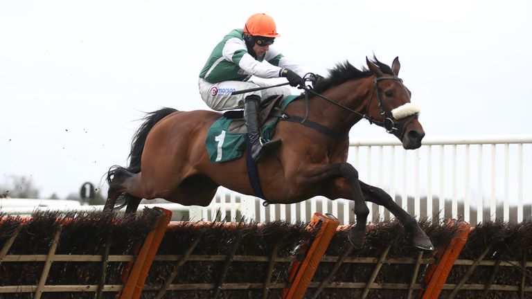 Calico lines up for the Dan Skelton team at Chepstow on Wednesday