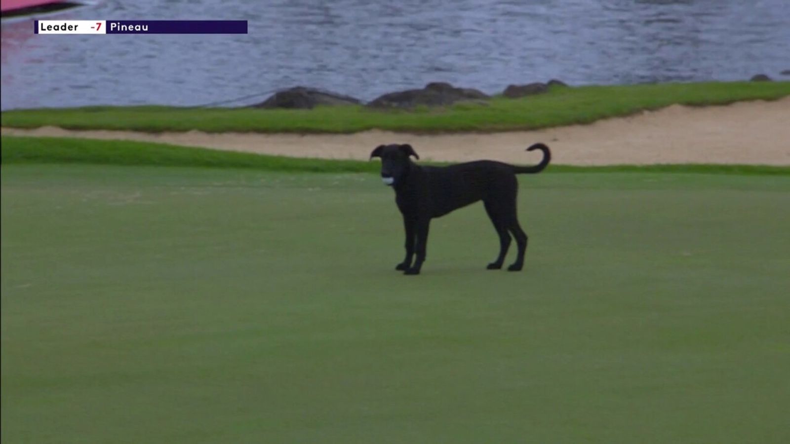 'Drop it!' | Dog picks up wrong ball in Mauritius Open | Golf News