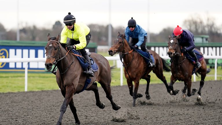 Constitution Hill stretches his legs on the all-weather at Kempton as he warms up for the Cheltenham Festival