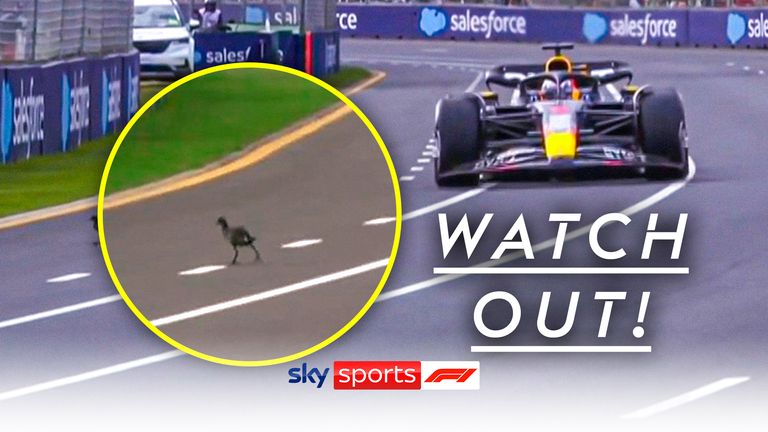 Max Verstappen simplemente evita chocar con un pájaro que camina tranquilamente por el circuito de Albert Park durante la calificación.