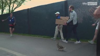 Off the beaten quack: Mother and ducklings relocated from PGA putting green