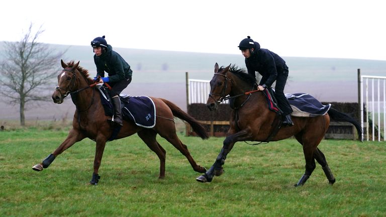 Scarpia (right) on the gallops at Nicky Henderson's Seven Barrows yard
