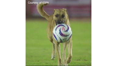 Dog causes chaos at Mexican game | Invades pitch and steals the ball!