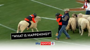 'What's happening?! | Kid hangs onto sheep in bizarre Broncos halftime show