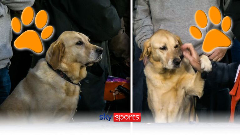 A dog supports in the crowd at Luton