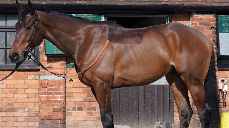 Afadil, pictured at Paul Nicholls&#39; Ditcheat yard earlier this year