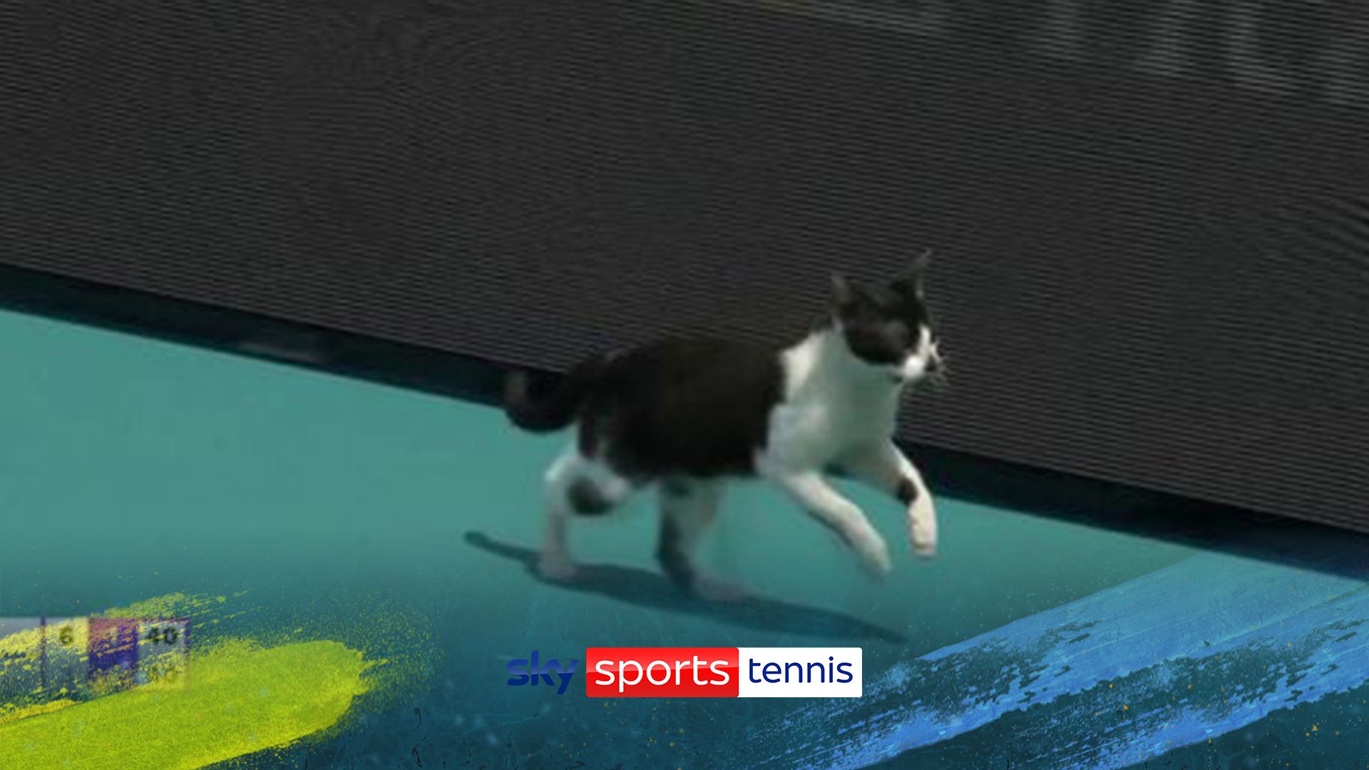 'There's a cat on the court' | Bizarre interruption in the Miami Open!