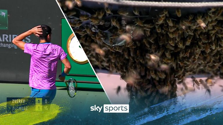 The match between Carlos Alcaraz and Alexander Zverev was suspended due to a bee invasion on the court