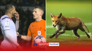 Fox in the box! Unexpected pitch invader stops play at Portsmouth!